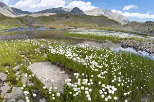 Eriophorum: Hare's-tail cottongrass (Eriophorum vaginatum)