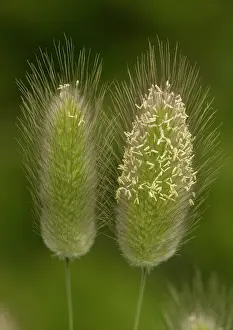 Ovatus: Hare's-tail - Rare grass on coastal sites