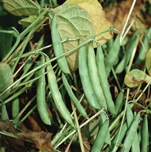 Navy: Haricot bean pods variety Albion