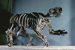 Brea: Harlan Ground Sloth