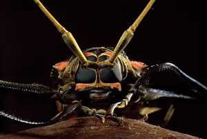 Longimanus: Harlequin Beetle - close-up