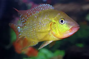 Cichlids: Harlequin Cichlid