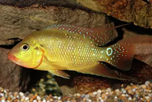 Cichlids: Harlequin Cichlid