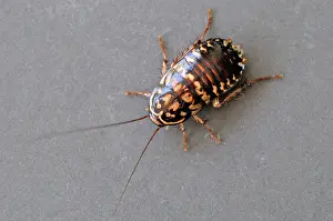 Cockroach: Harlequin cockroach