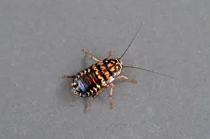 Cockroach: Harlequin cockroach