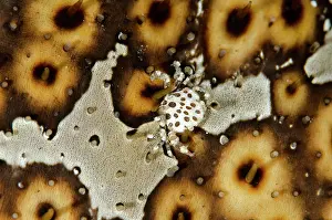 Bohadschia: Harlequin Crab