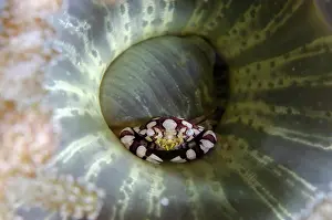 Banded: Harlequin Crab in Branching Anemone