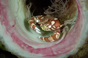Decopod: Harlequin Crab - inside Tube Anemone, Cerianthus