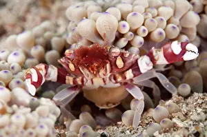 Flores: Harlequin Crab - near Anemone (Heteractis malu)