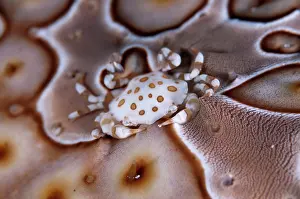 Cucumber: Harlequin Crab - on Sea Cucumber (Bohadschia sp.)