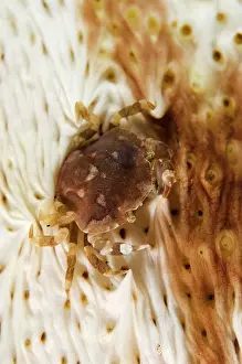Cucumber: Harlequin Crab - on Sea Cucumber on night dive
