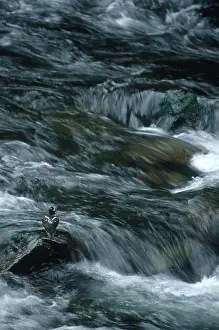 Rapids: Harlequin Drake