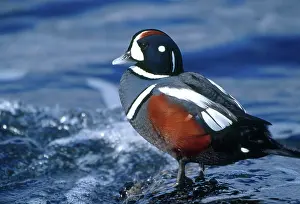 Histrionicus: Harlequin Drake