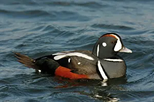 Histrionicus: Harlequin Duck