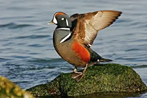 Histrionicus: Harlequin Duck