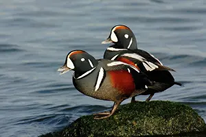 Histrionicus: Harlequin Duck