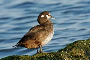 Histrionicus: Harlequin Duck