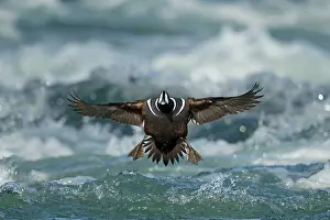 Histrionicus: Harlequin Duck