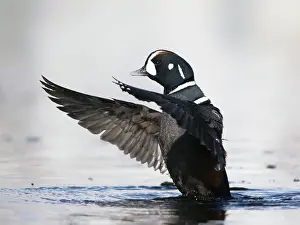 Histrionicus: Harlequin Duck