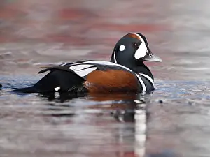 Histrionicus: Harlequin Duck