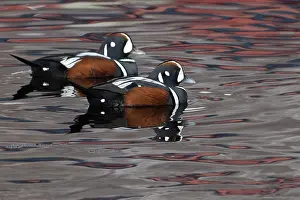 Histrionicus: Harlequin Duck