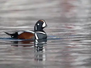 Histrionicus: Harlequin Duck