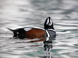 Histrionicus: Harlequin Duck