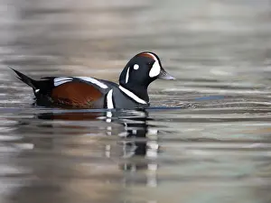 Histrionicus: Harlequin Duck