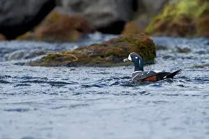 Histrionicus: Harlequin Duck