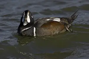 Histrionicus: Harlequin Duck