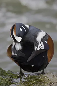 Histrionicus: Harlequin Duck