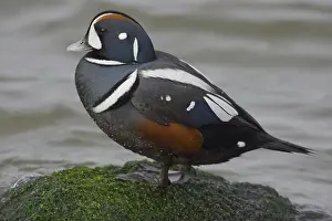 Histrionicus: Harlequin Duck