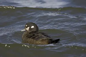 Histrionicus: Harlequin Duck