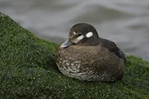 Histrionicus: Harlequin Duck