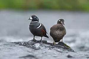 Histrionicus: Harlequin Duck