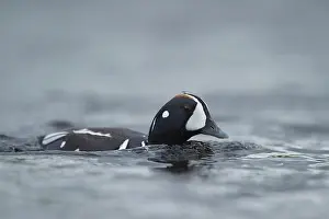 Histrionicus: Harlequin Duck