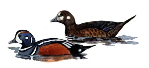 Histrionicus: Harlequin Duck