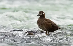 Histrionicus: Harlequin Duck