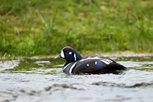 Histrionicus: Harlequin Duck