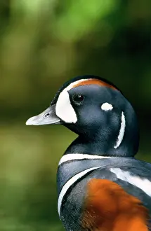 Chris Knights: Harlequin DUCK