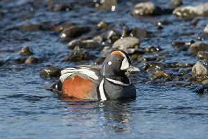 Harlequin: Harlequin Duck - adult drake - Iceland
