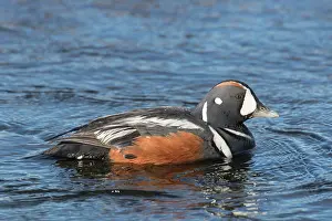 Harlequin: Harlequin Duck - adult drake - Iceland