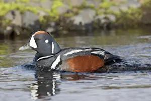 Harlequin: Harlequin Duck - adult drake - Iceland