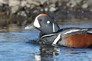 Harlequin: Harlequin Duck - adult drake - Iceland