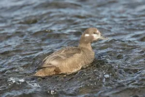 Harlequin: Harlequin Duck - adult female - Iceland