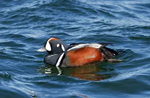 Histrionicus: Harlequin Duck - adult male in winter
