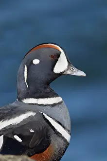 Histrionicus: Harlequin Duck - adult male in winter