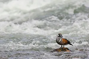Histrionicus: Harlequin Duck - Drake on fast flowing mountain stream