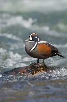 Histrionicus: Harlequin Duck - Drake by fast flowing mountain stream