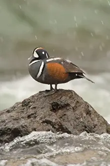 Histrionicus: Harlequin Duck - Drake by fast flowing mountain stream